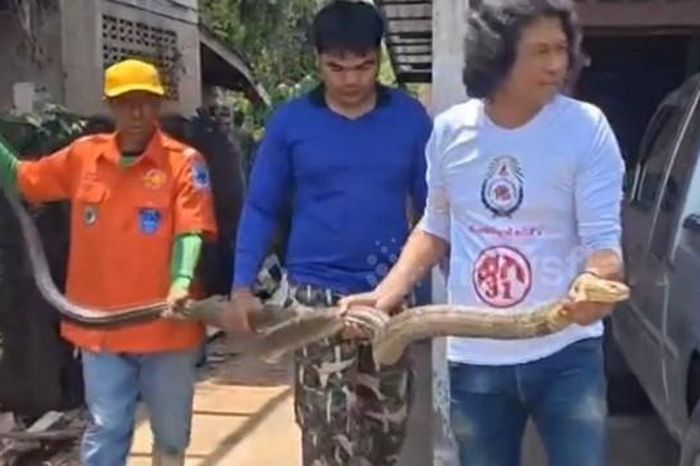 Bắt sống rắn hổ mang chúa dài 4 mét ẩn nấp sau nhà dân - Tạp chí Người Đưa Tin