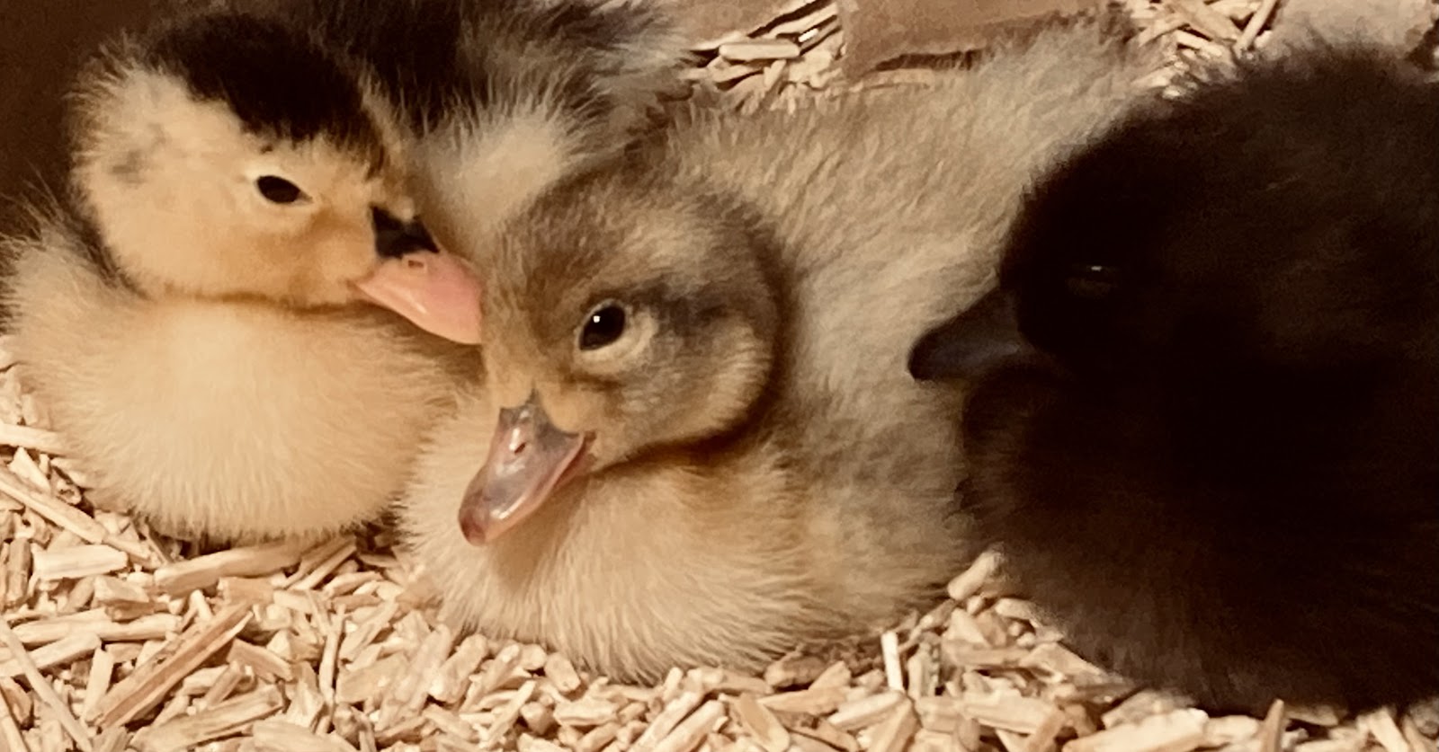 Cayuga Duckling, Welsh Harlequin Duckling, Magpie