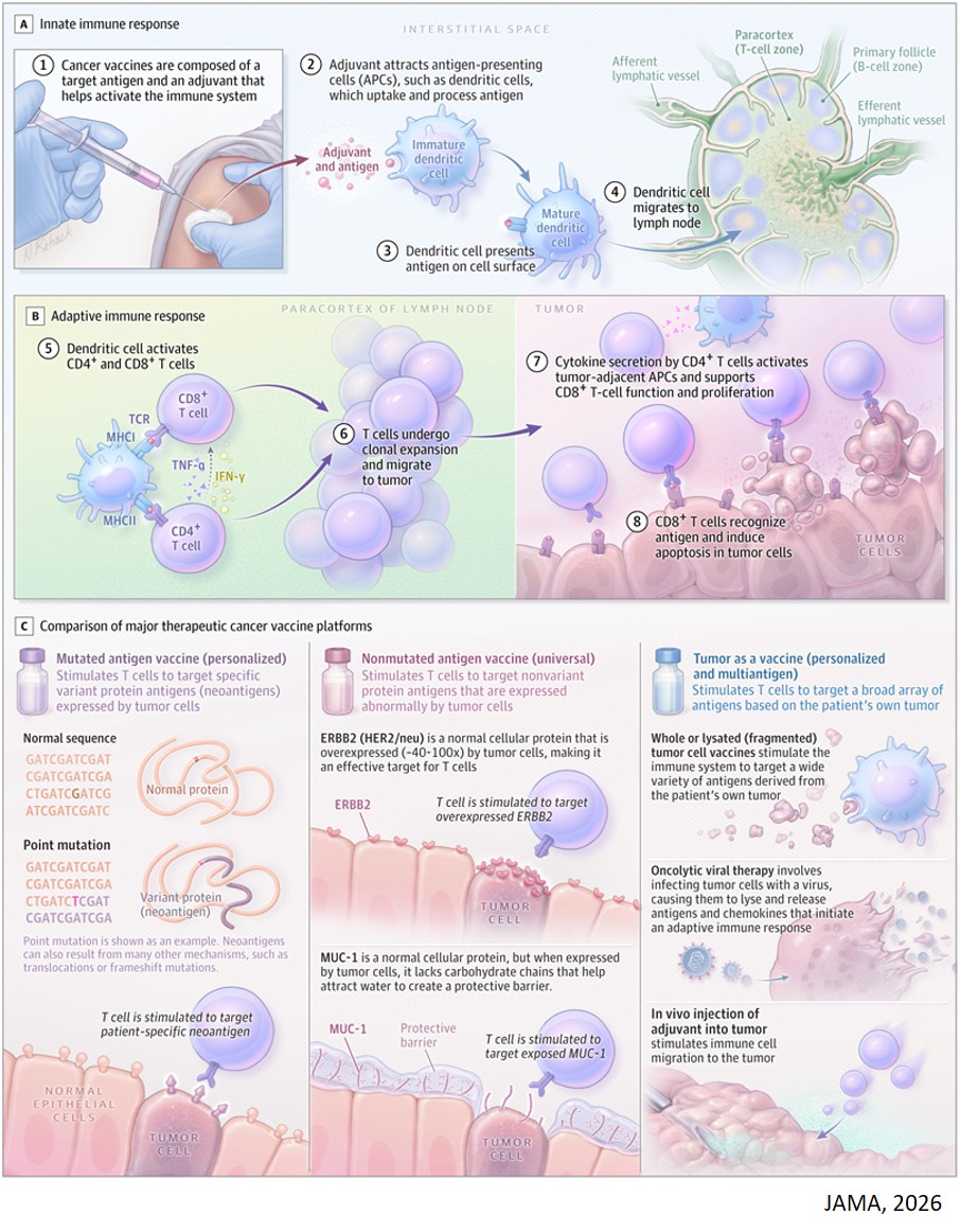 Vaccines for Cancer