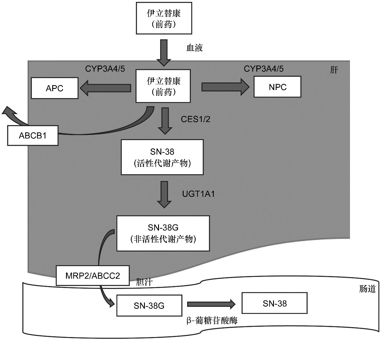 Metabolic Engineering of Methanotrophs for Production of Methionine and Its Derivatives