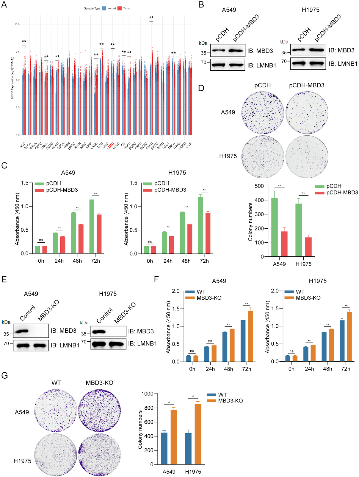 Ubiquitin-dependent degradation of MBD3 by TRIM59 promotes lung adenocarcinoma