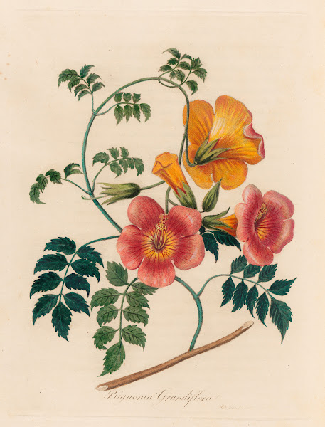 Bignonia Grandiflora 1818 1824