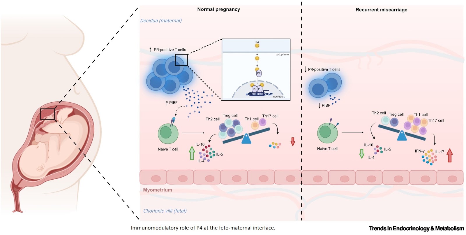 Progesterone’s immunoregulatory role  during embryo implantation and pregnancy
