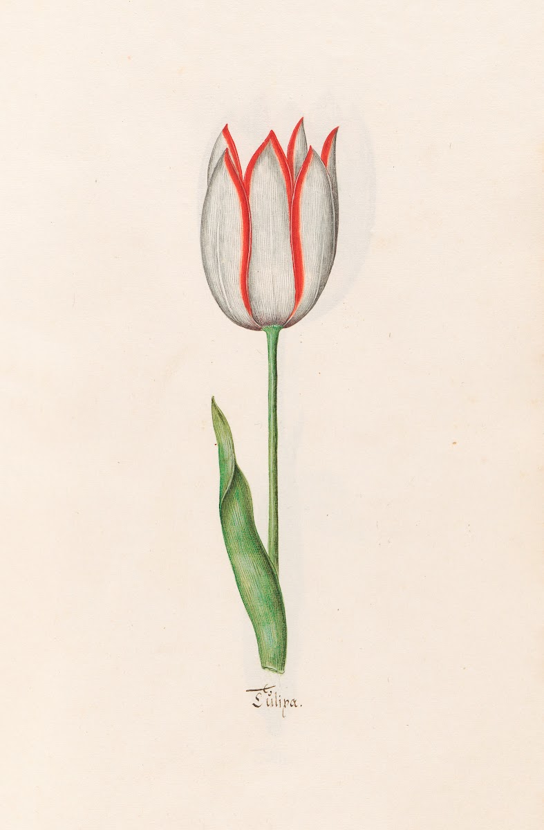 Tülipa 1692