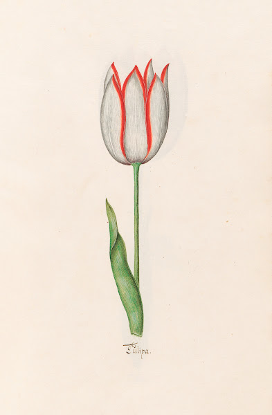 Tülipa 1692