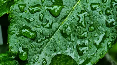 Leaf, Leaf Vegetable, Spring Greens, Water, Botany 4K iPhone Wallpaper Background