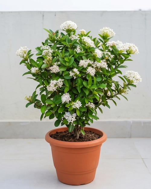 Ixora White Plant