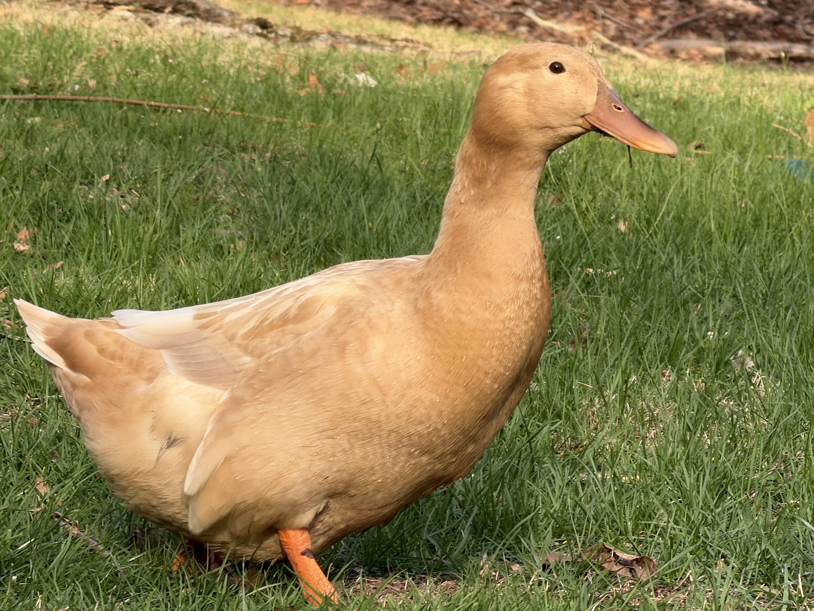 Buff Duckling