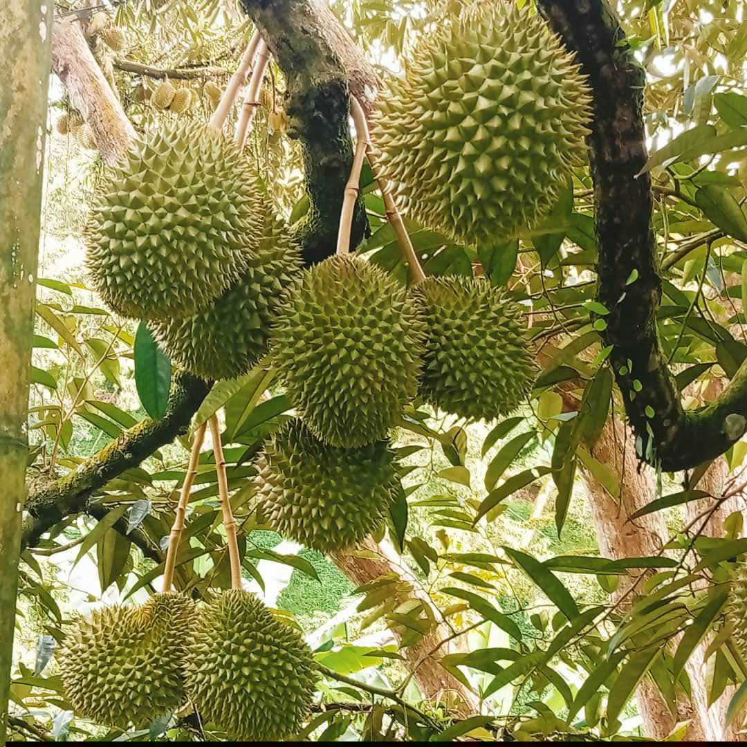 Durian Farm