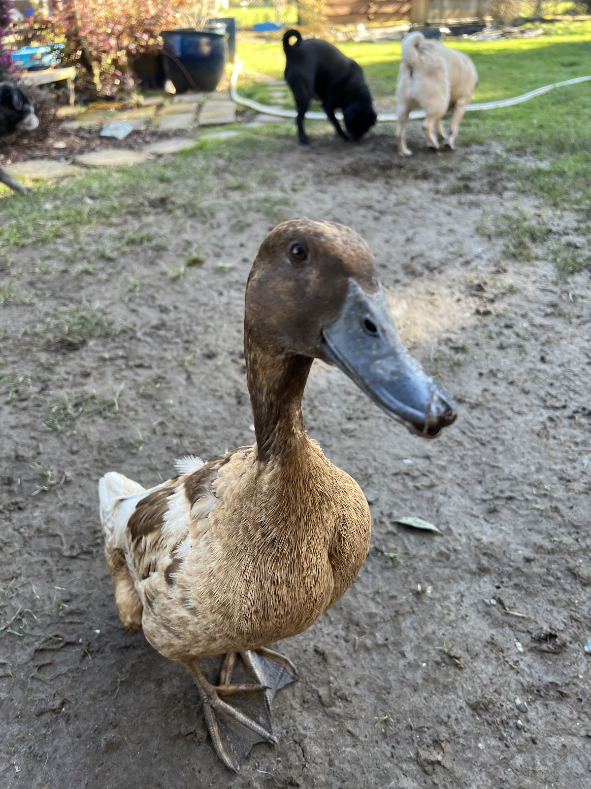 Khaki Campbell Duckling