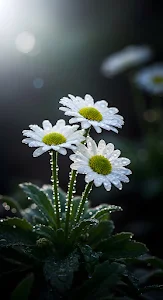 Morning Dew Drops on White Daisies Macro Photography