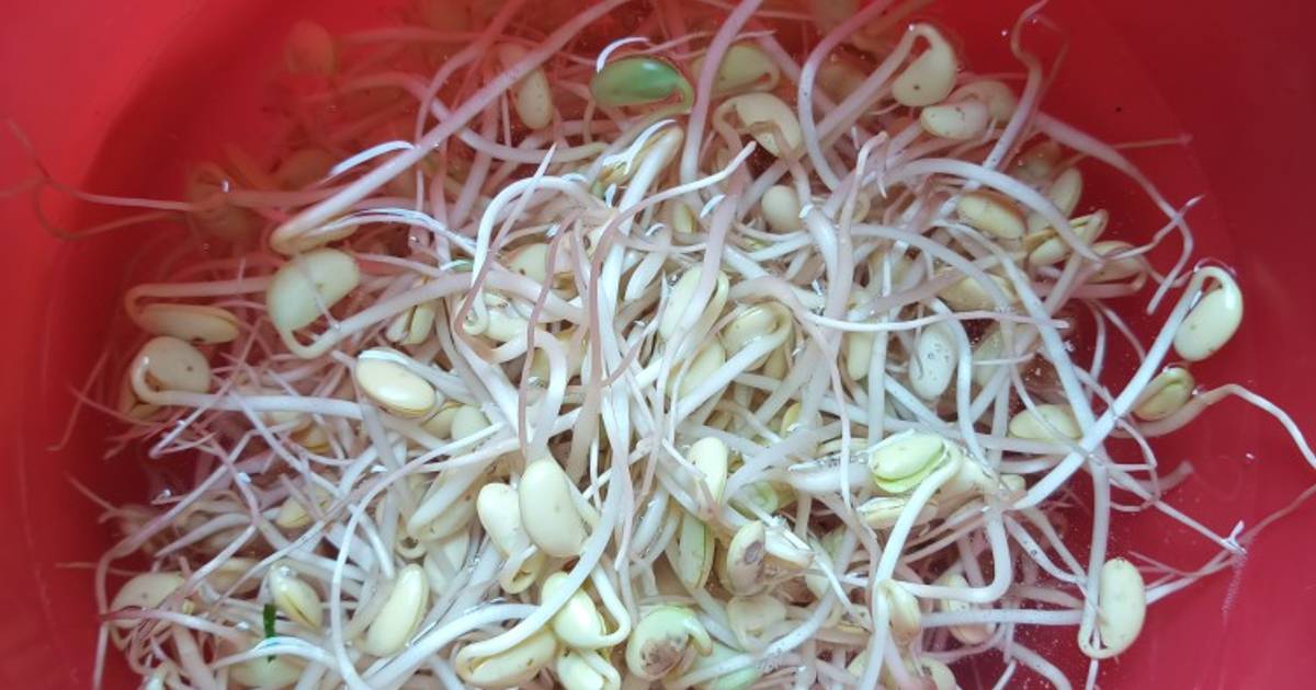Giá đậu nành (đậu tương)