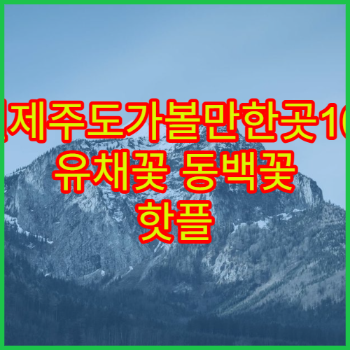 3월제주도가볼만한곳10곳 유채꽃 동백꽃 핫플 순위 추천