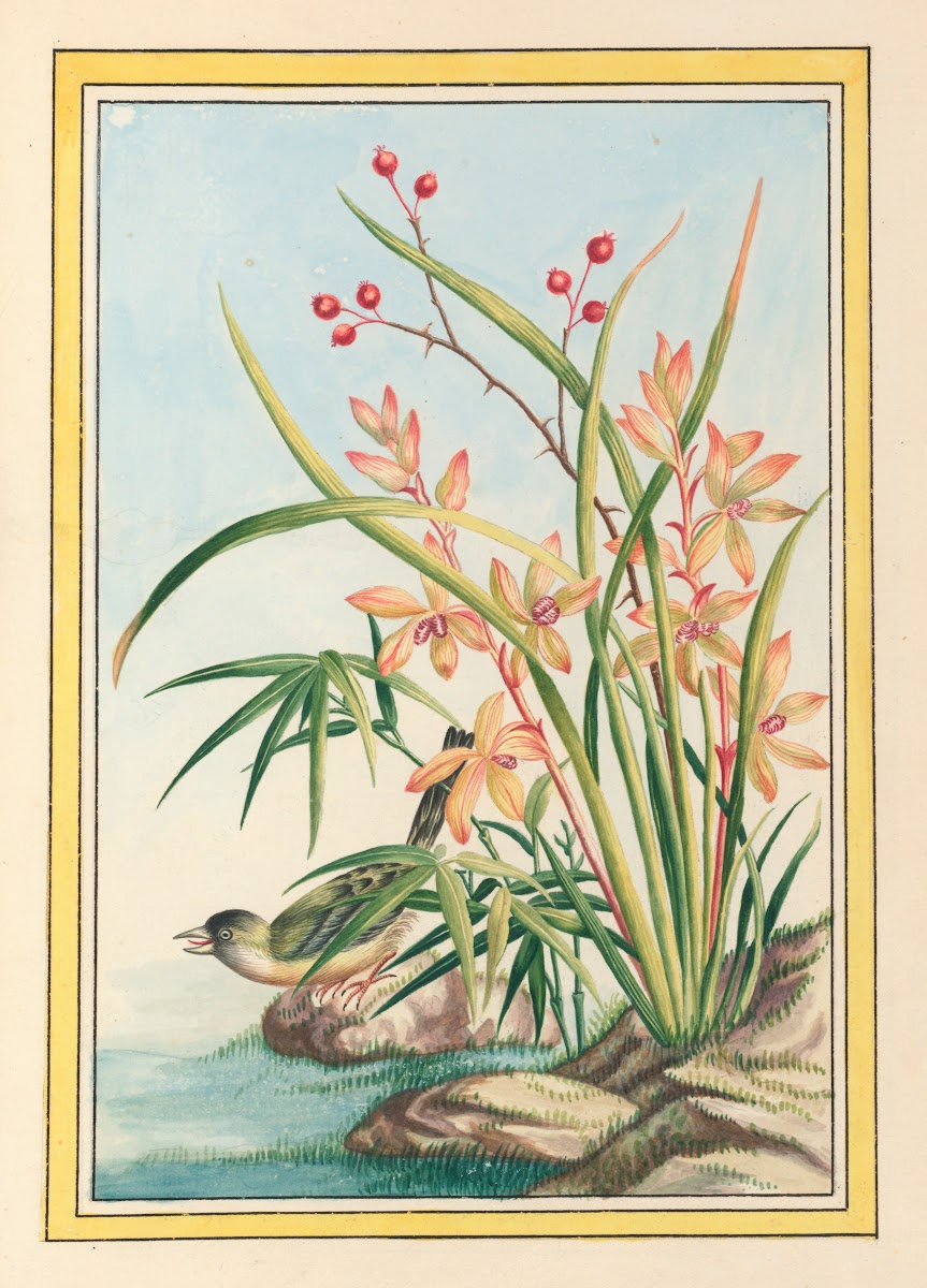Plantes de Chine Pl097 1776