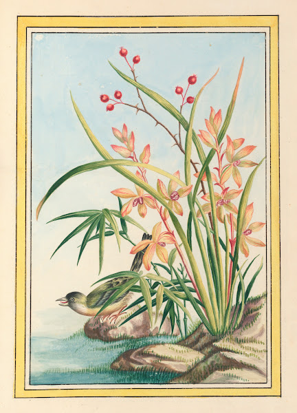 Plantes de Chine Pl097 1776