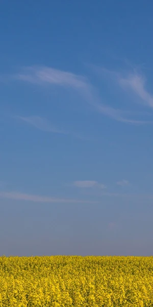 Rapeseed, Field, Yellow Flowers, Blue Sky 4K Wallpaper Background