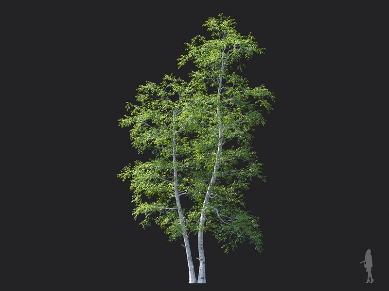 Maxtree - Plant Models Vol.124