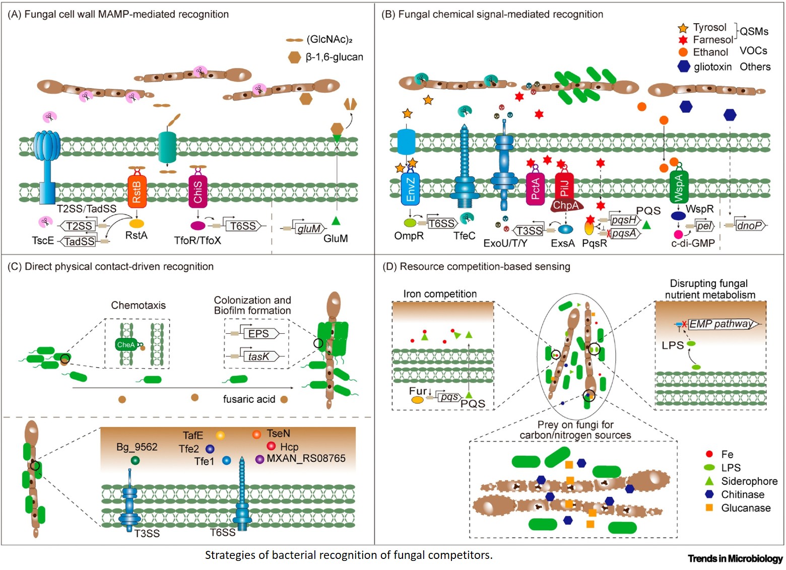 How do bacteria recognize fungal competitors?