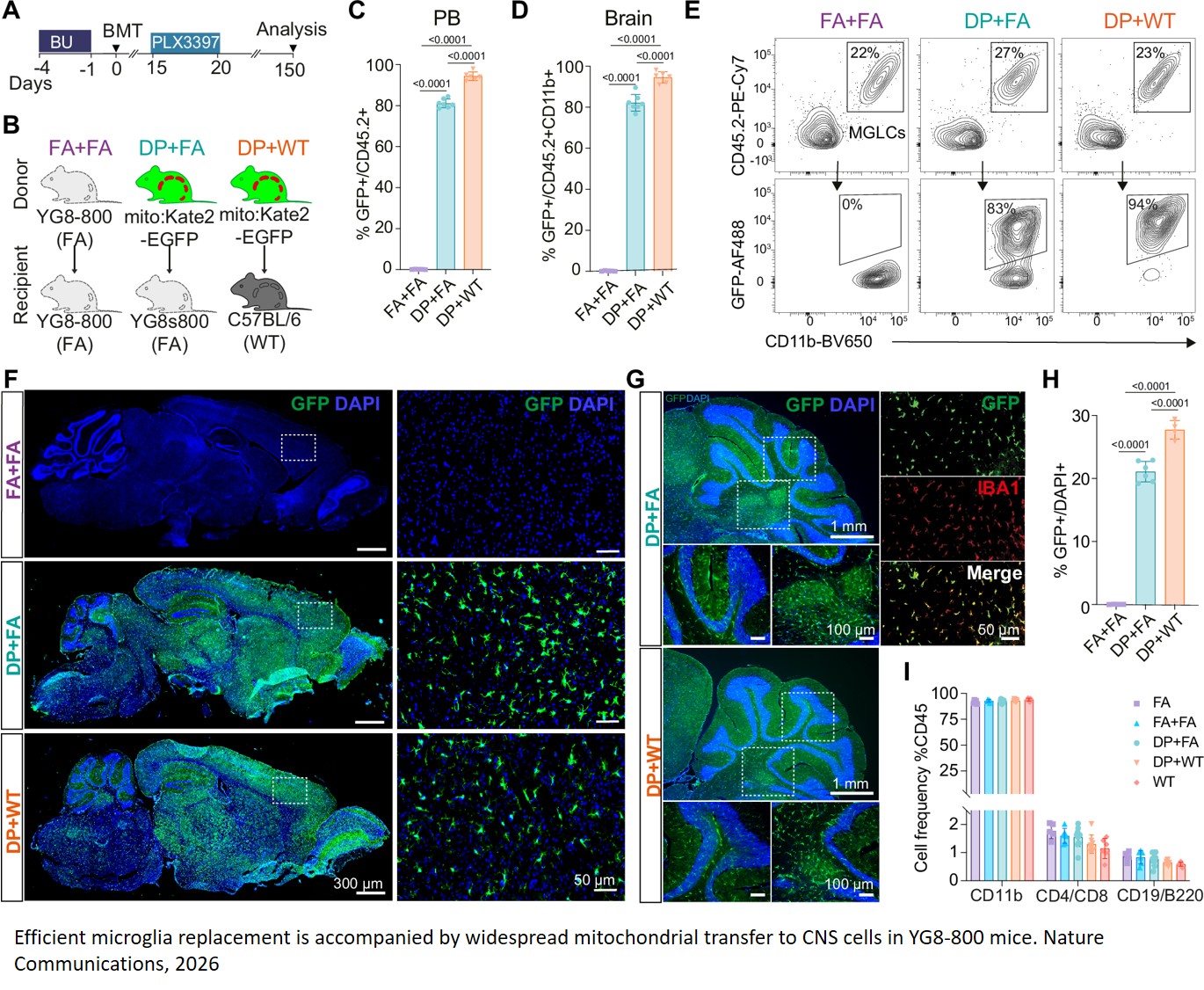 Myeloid cell replacement induces intercellular mitochondrial transfer and restores metabolism in a mouse model of mitochondrial disease