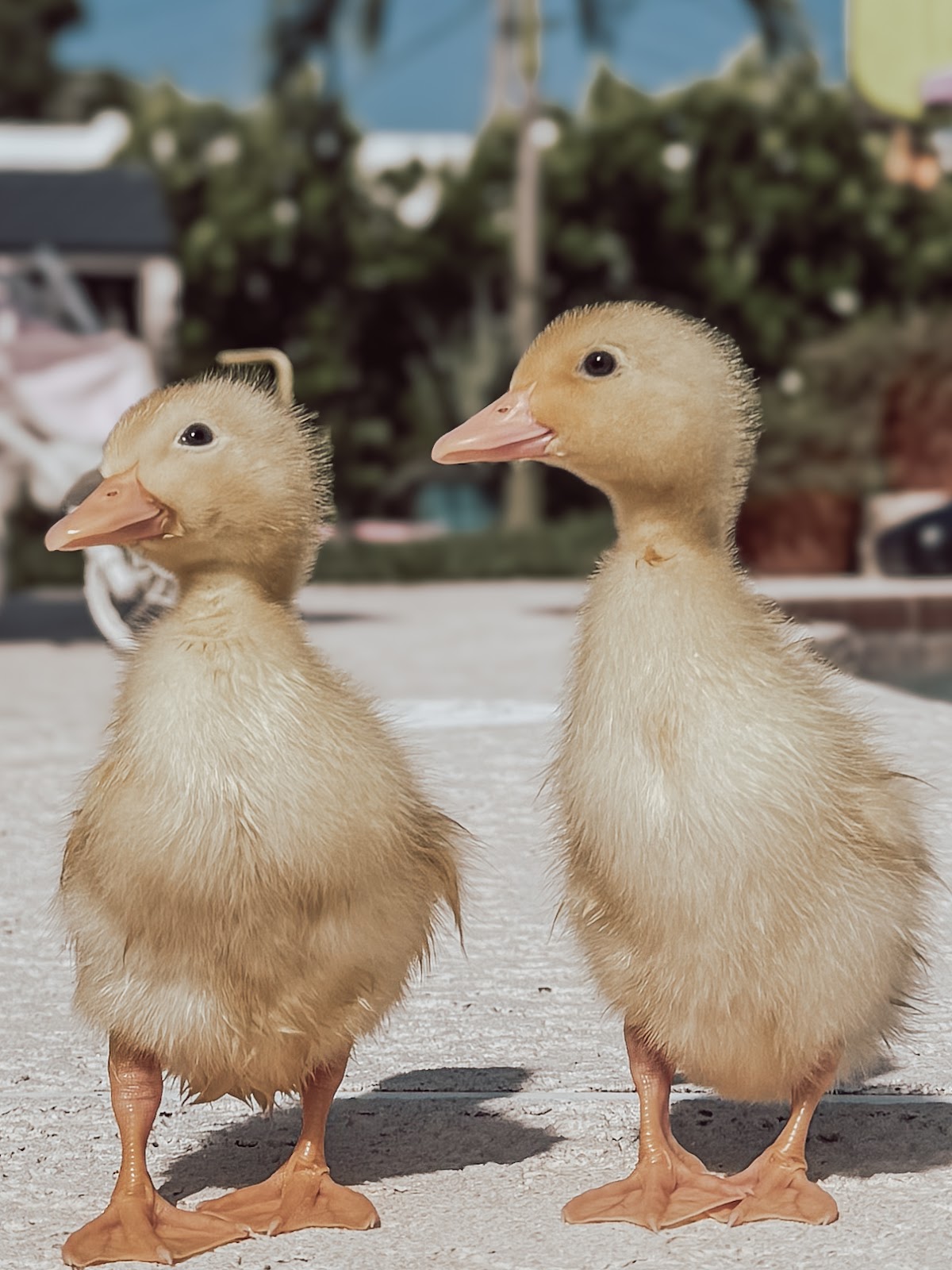 Jumbo Pekin Duckling