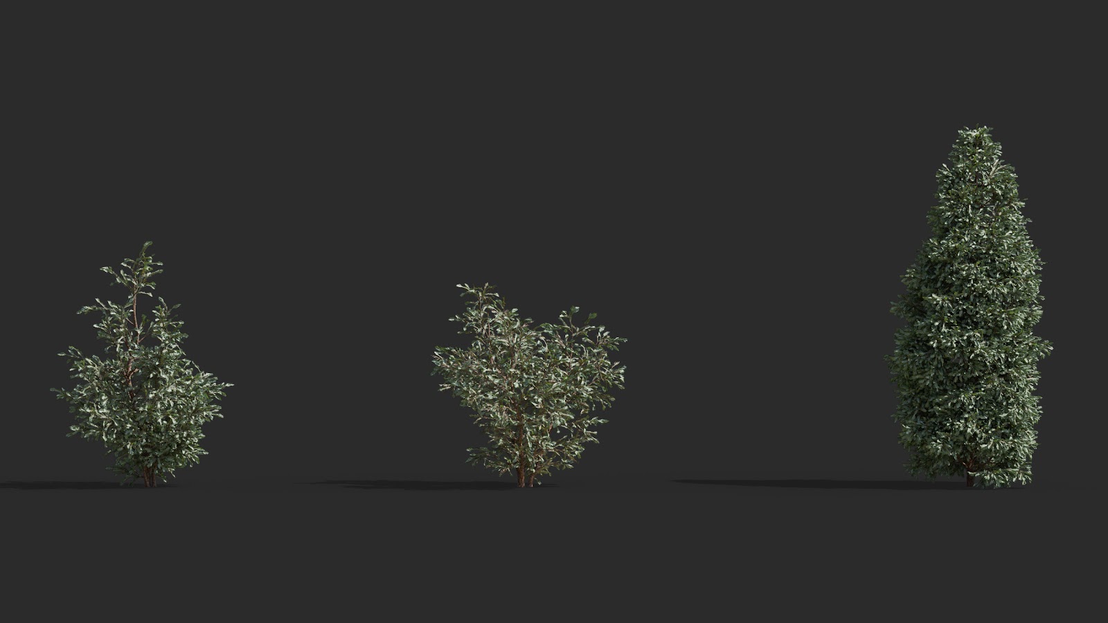 Maxtree - Plant Models Vol.63