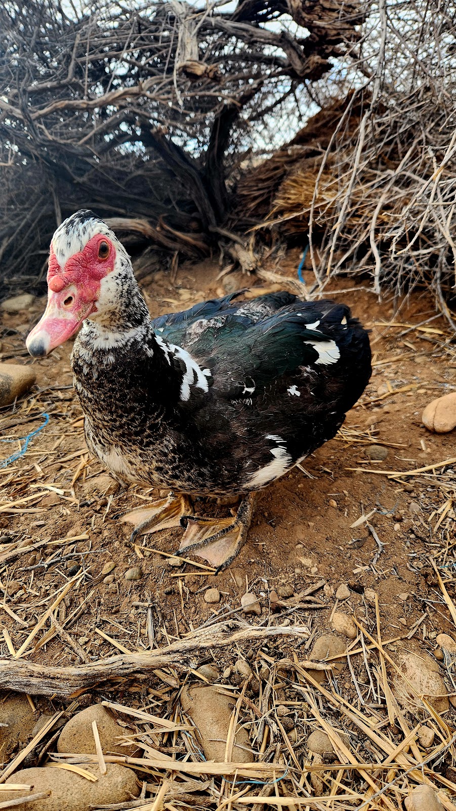 Black Muscovy