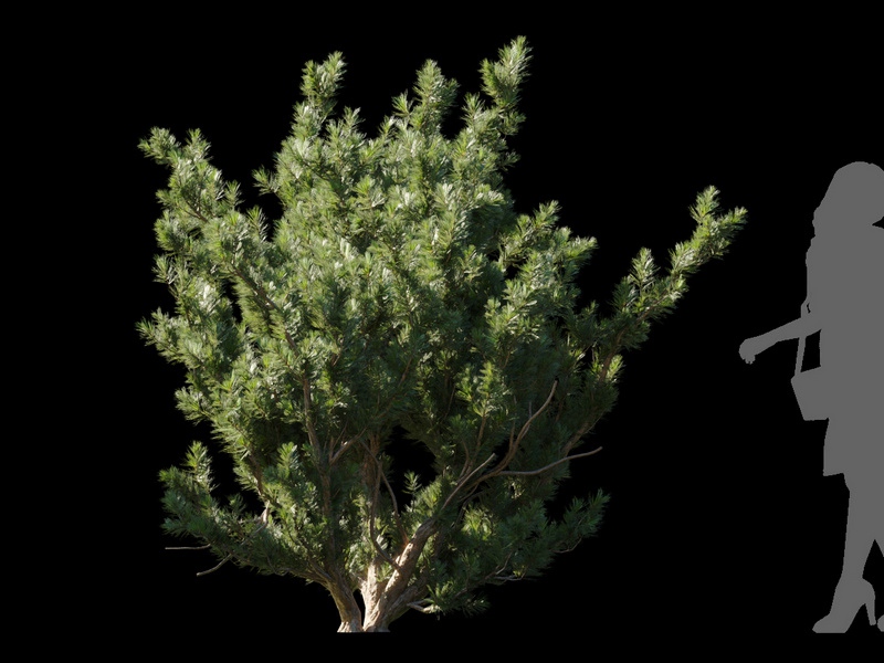 Maxtree - Plant Models Vol.120
