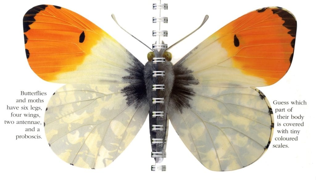 The Butterfly [PO] - thumbnail 2