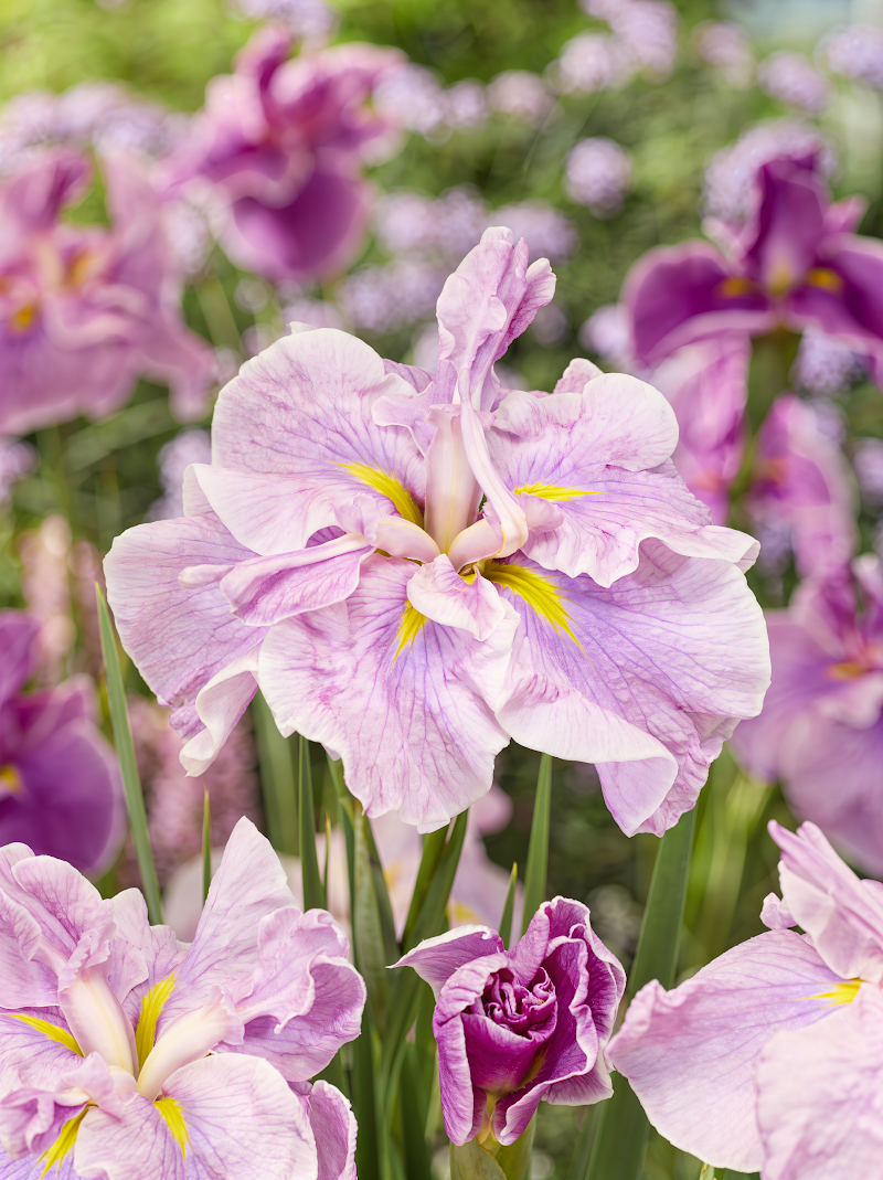 Iris ensata 'Dinner Plate Tub Tim Grob' in piena fioritura con petali rosa-rossi vivaci in un giardino acquatico