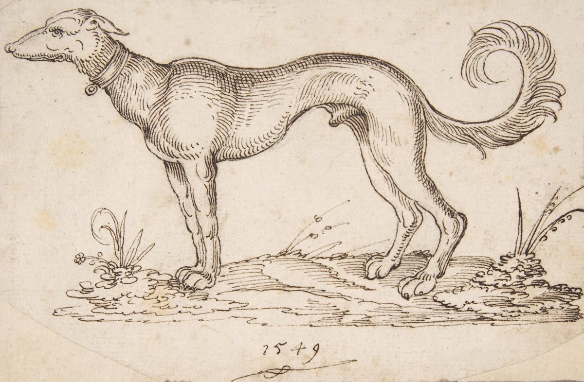 A Greyhound in Profile Facing Left 1549
