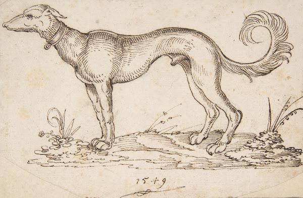 A Greyhound in Profile Facing Left 1549