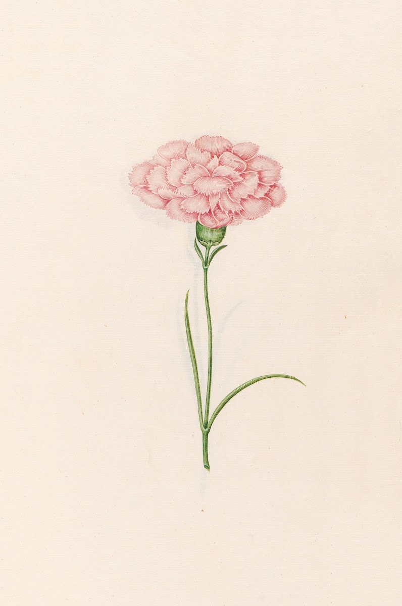 Carnation 1692