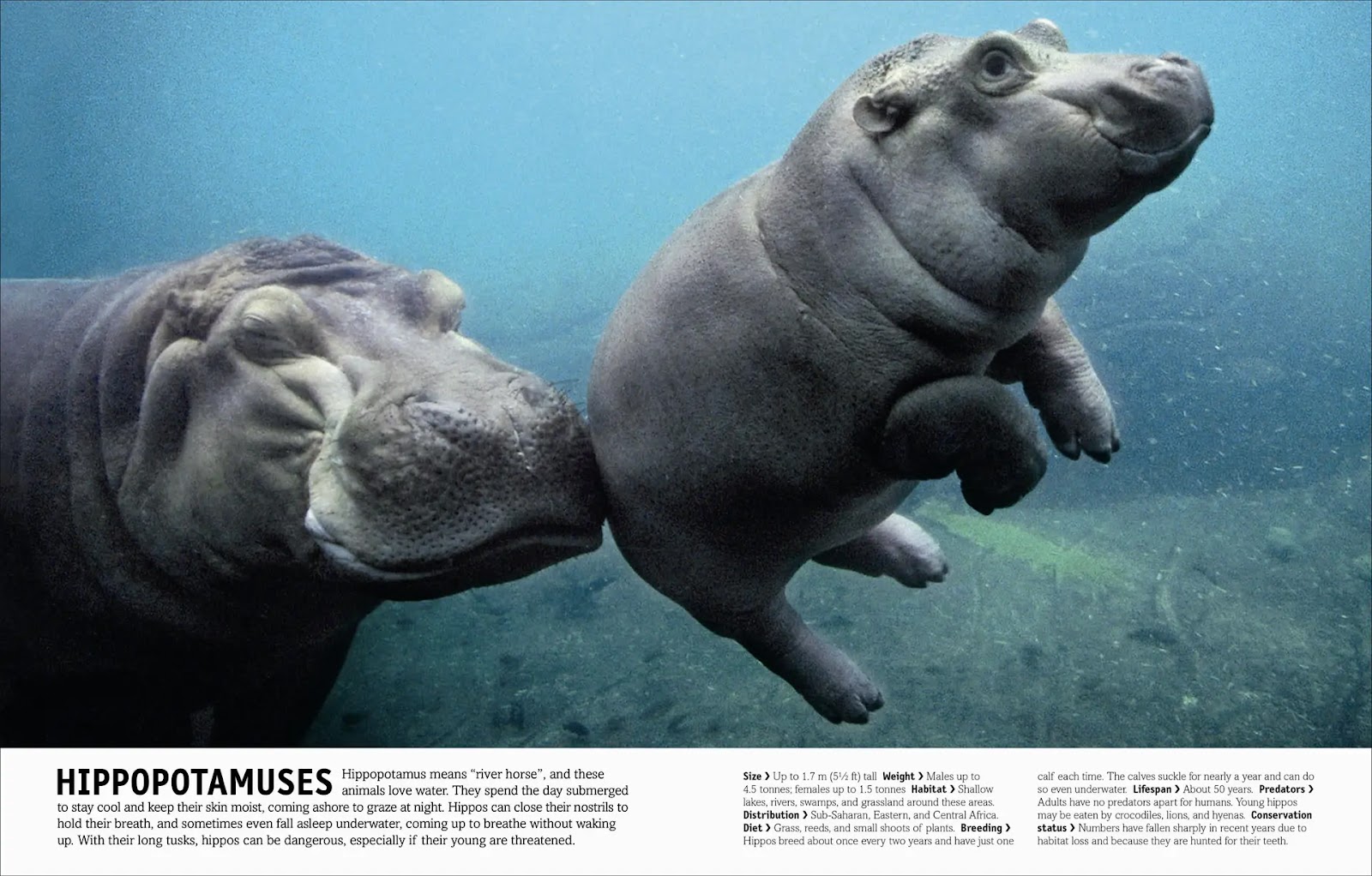 Our World in Pictures: The Animal Book — gambar 5