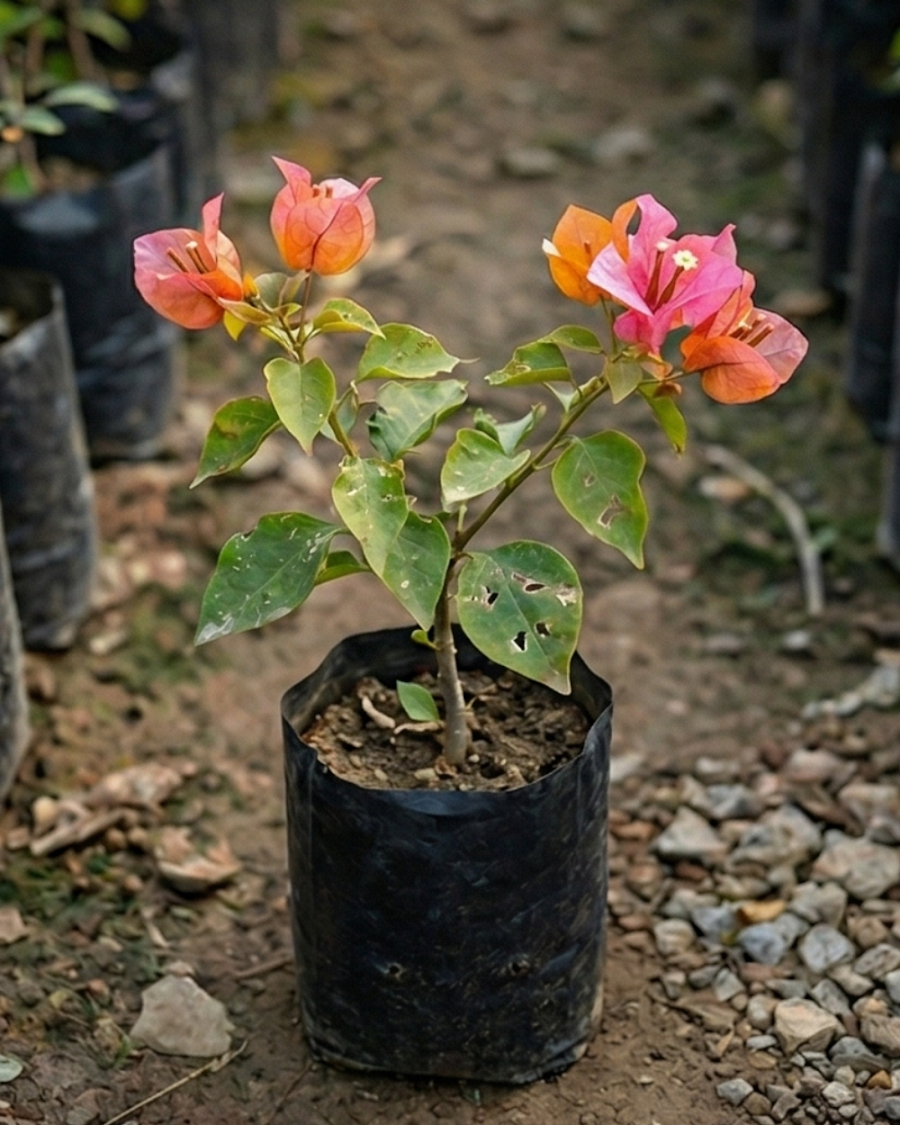 Imported Watermelon Golden Bougainvillea Plant — view 3