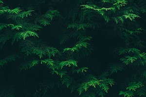 Green Leaves Wallpaper