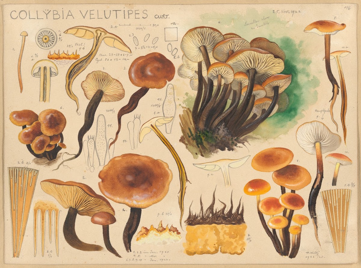 Collybia velutipes Curt 1915 1945