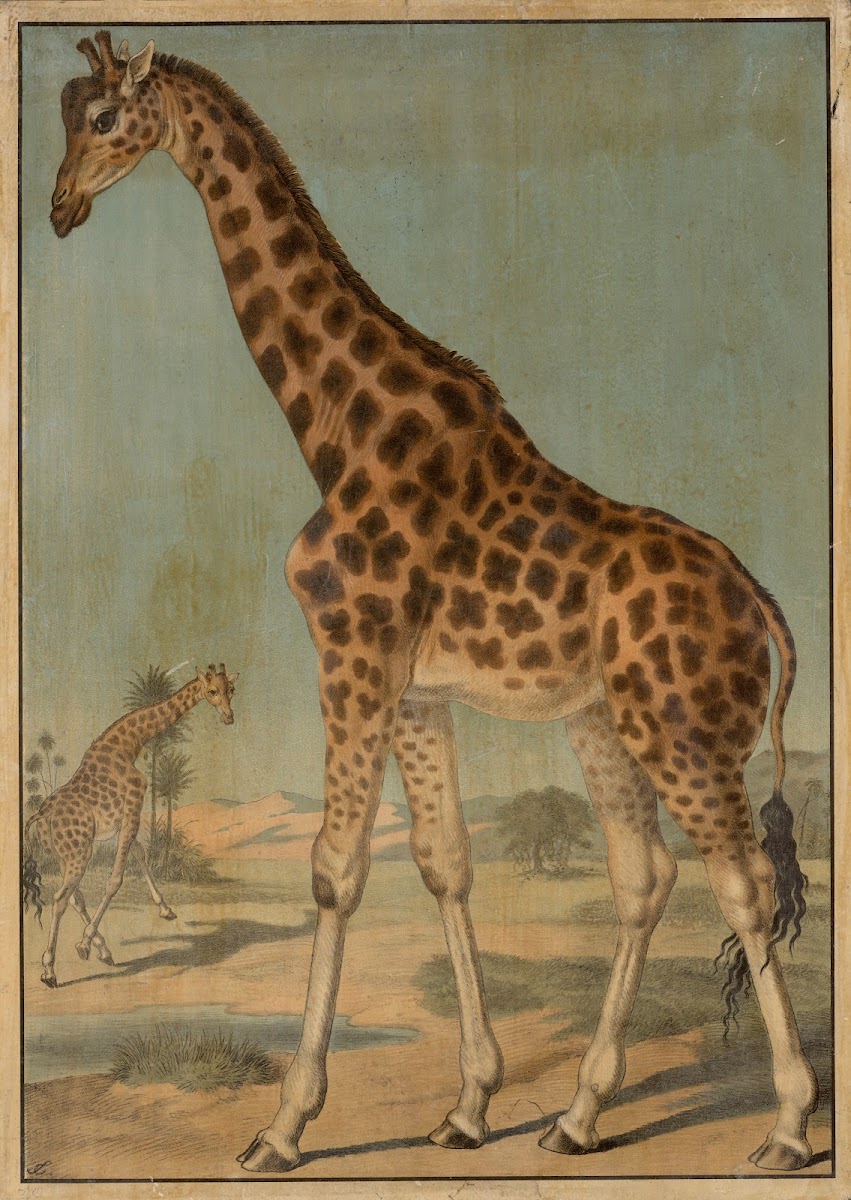 Giraffe 1888