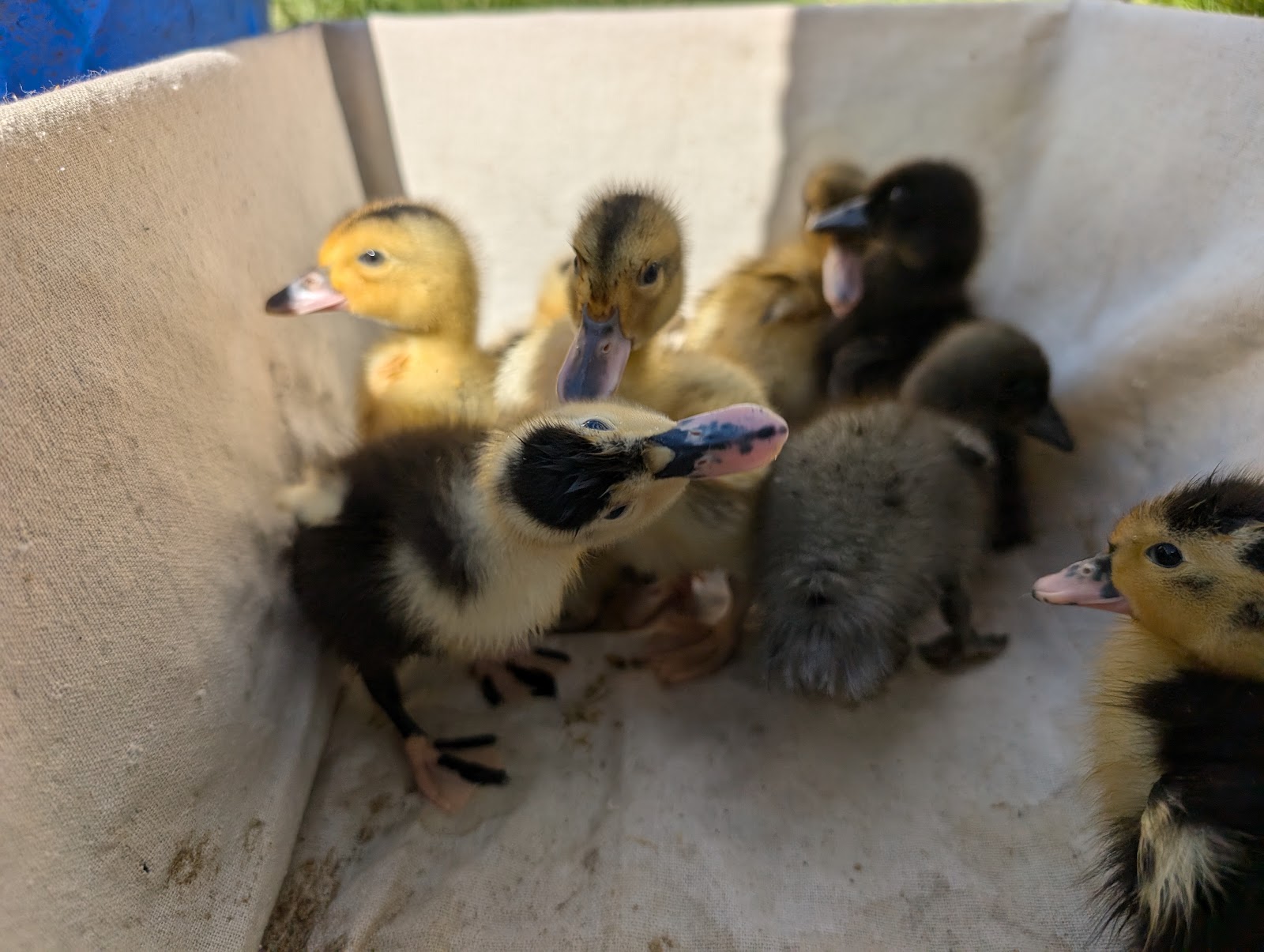 Duck, Goose & Chicken Hatchery | Metzer Farms, California