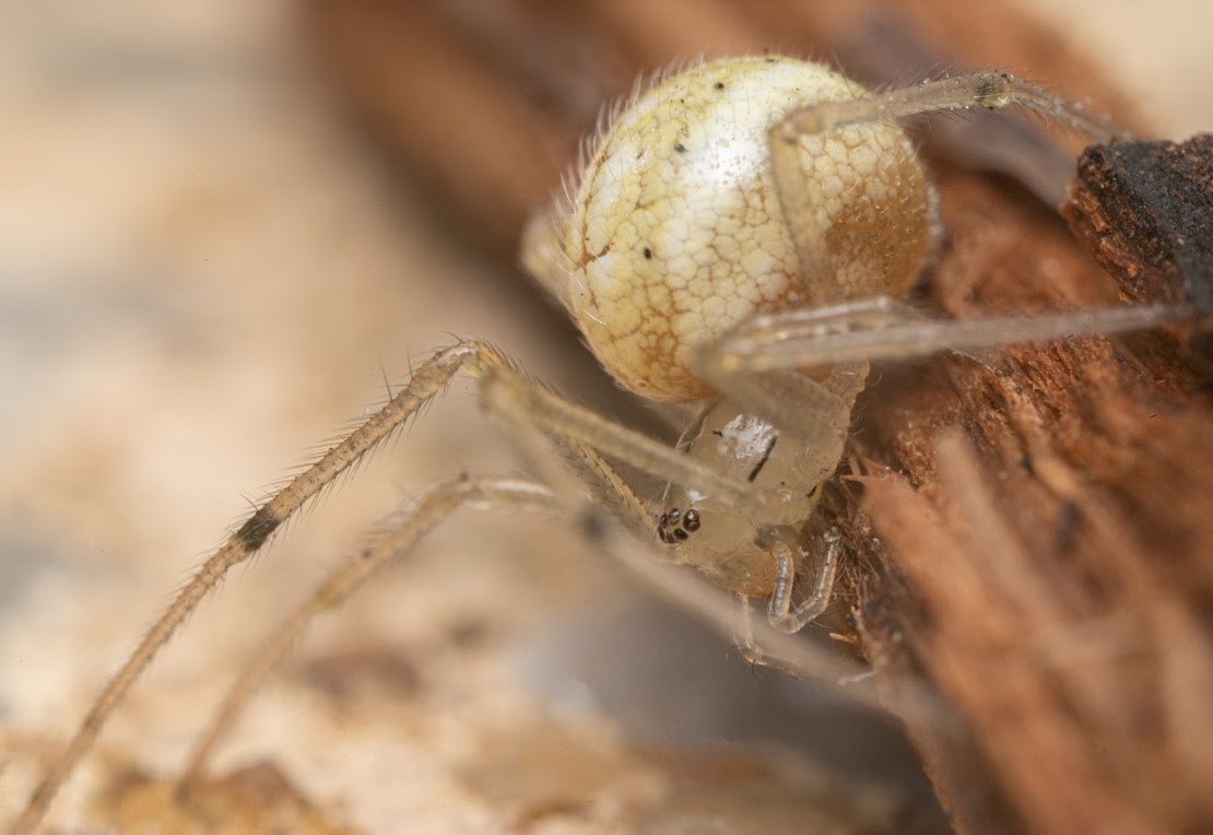 Enoplognatha