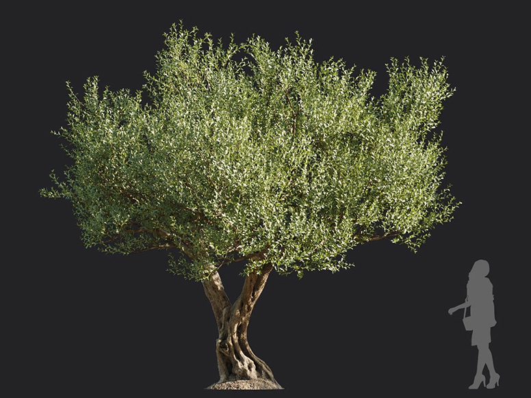 Maxtree - Plant Models Vol.113