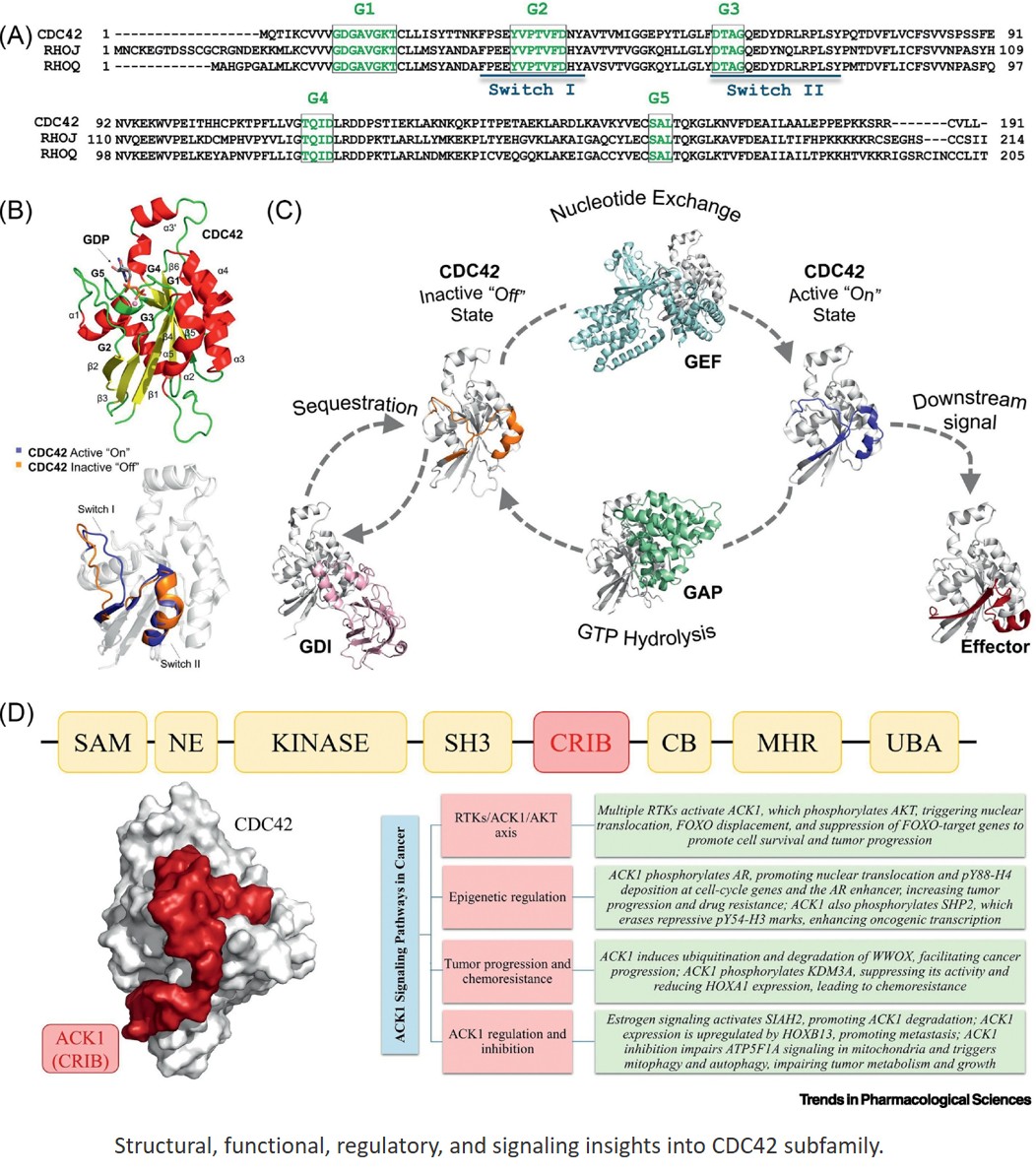 Inhibiting CDC42 subfamily to treat diseases