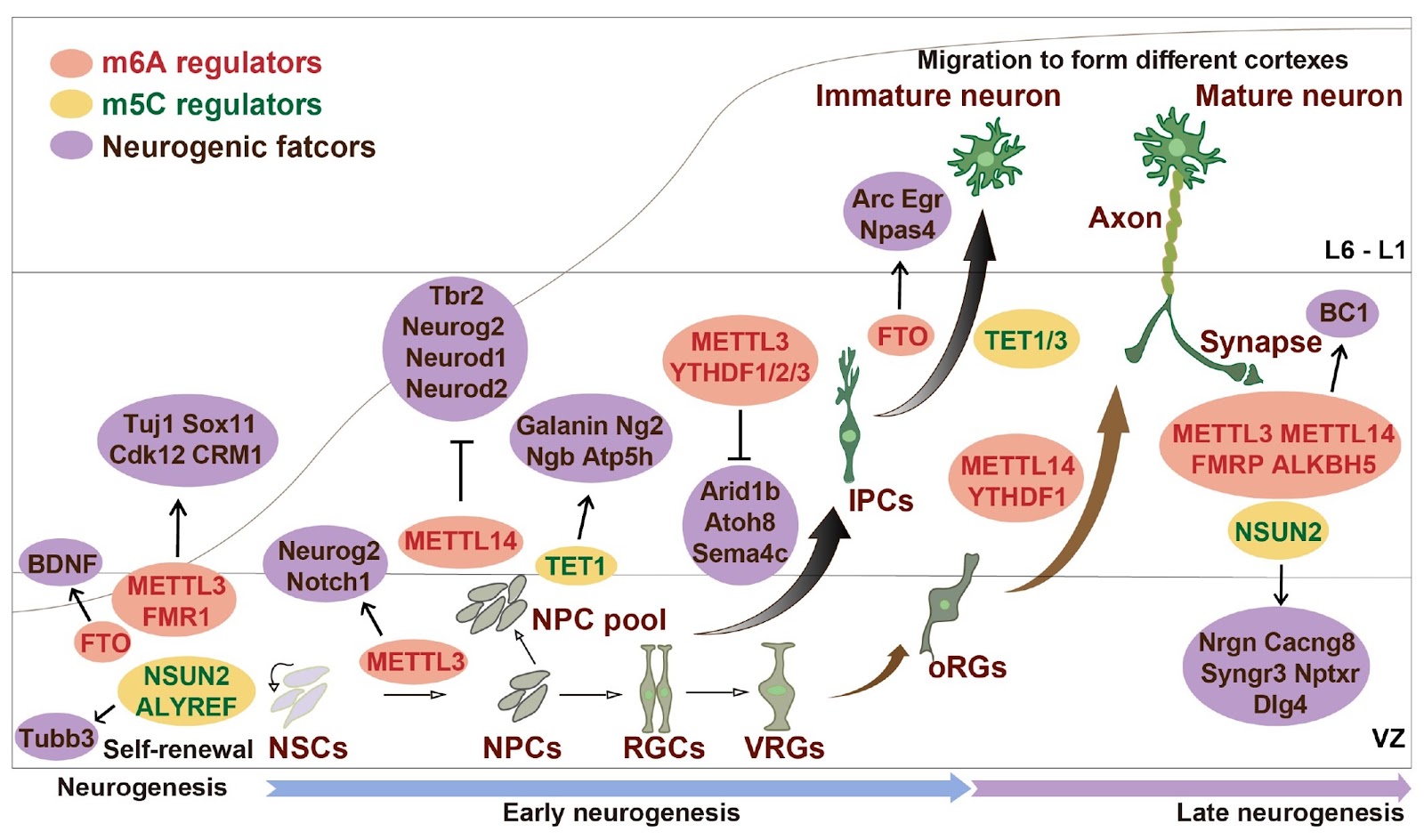 RNA methylation in neurodevelopment and related diseases