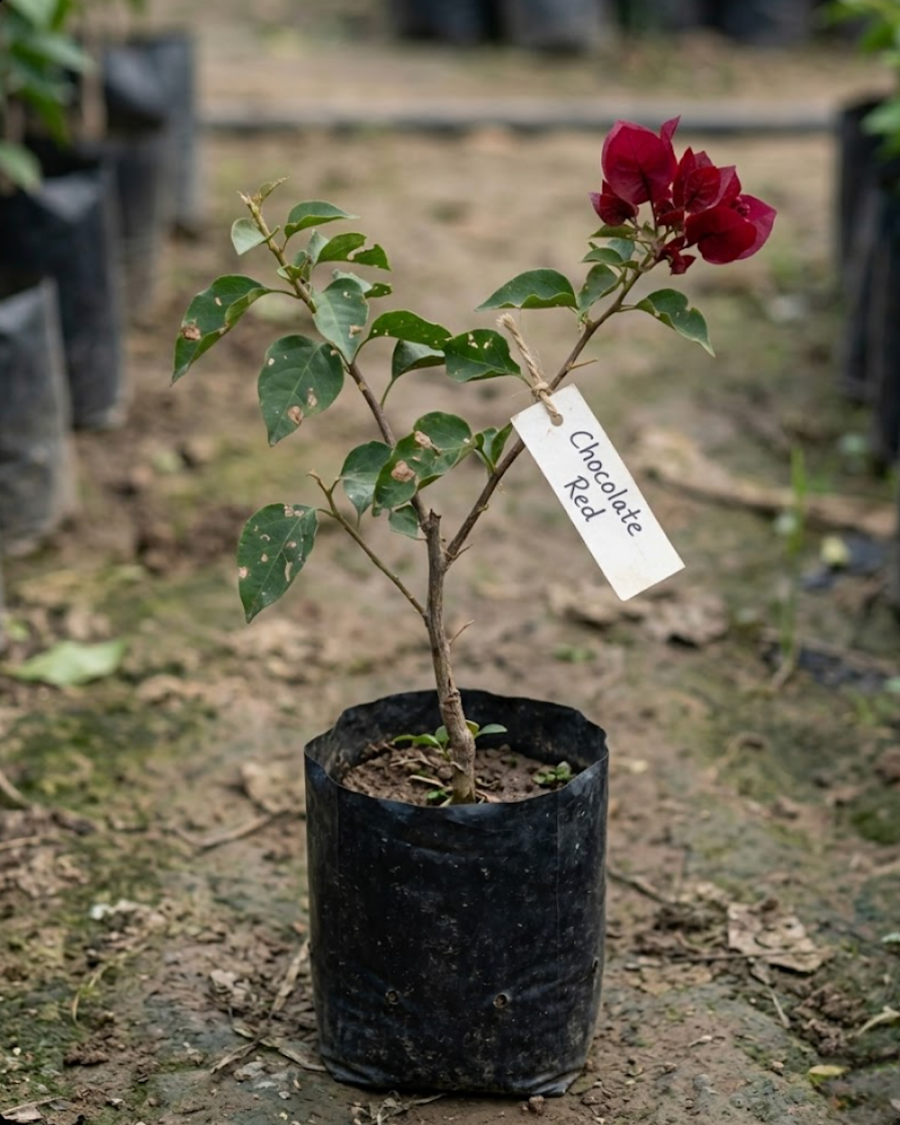 Imported Chocolate Red Bougainvillea Plant — view 2