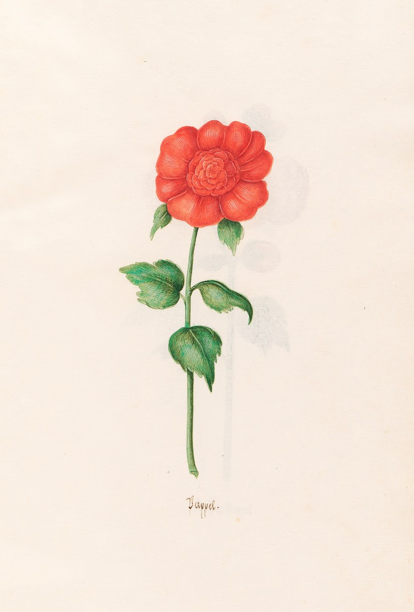 Pappel 1692