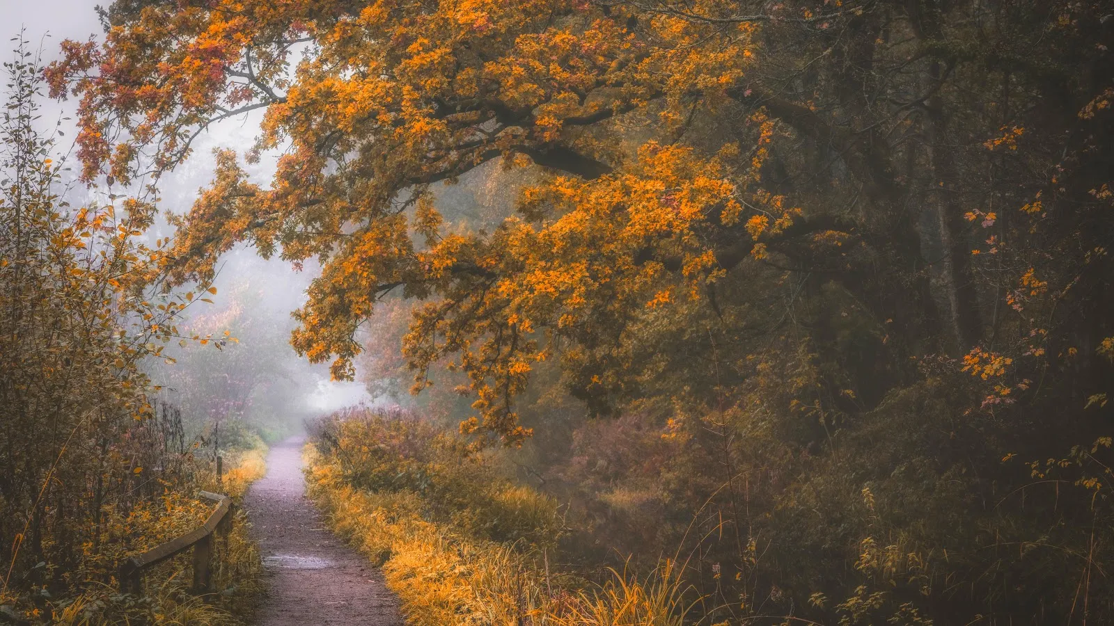 Misty Autumn Forest Path - Landscape Photography 5K Wallpaper (5120x2880)