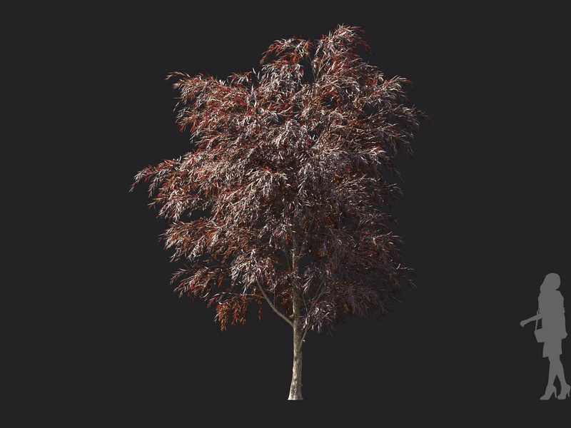 Maxtree - Plant Models Vol.119