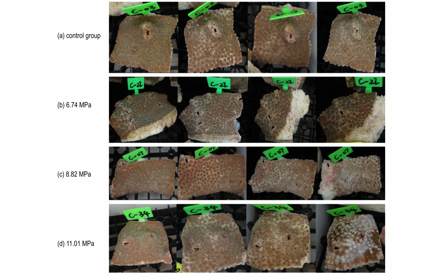 Physiological Damage Effects of Underwater Explosion Shock Waves on Cyphastrea japonica