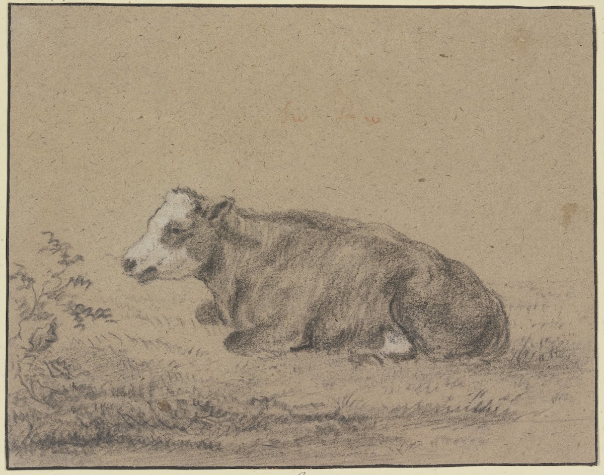 Lying cow to the left