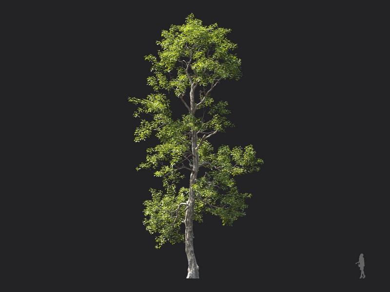 Maxtree - Plant Models Vol.124