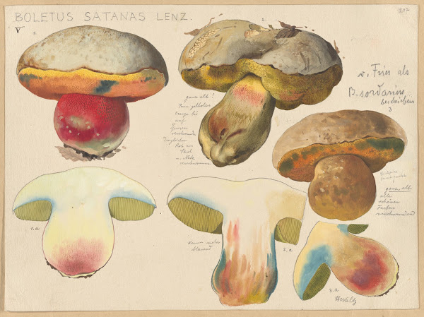 Boletus satanas Lenz 1915 1945